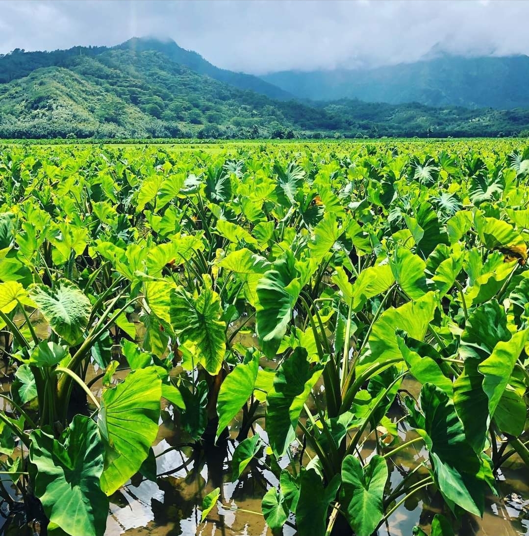 Pineapple Head Clan (PineappleHeadC) Twitter