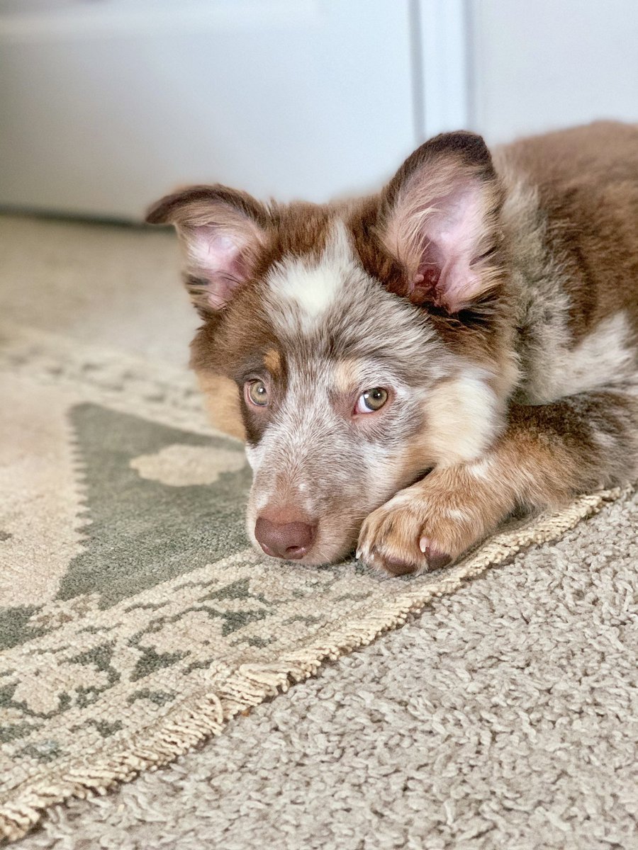 <a href="/thatgsdskye/">Skye Boo🇺🇸</a> <a href="/crazyaboutspots/">Willow and Emma</a> Him &amp; all his puppy fluff is too much 🥺🥺