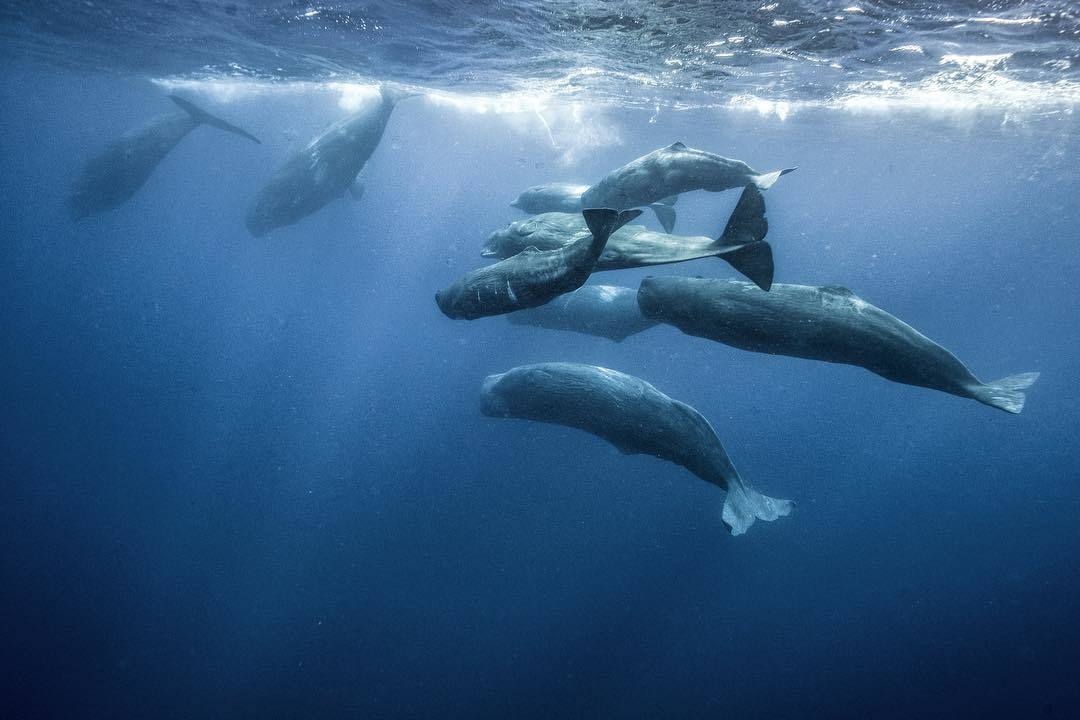 “I slipped into heavy seas and drifted quietly into a dream. The current slowly pulling us into the middle of a Sperm Whale aggregation and we quickly found ourselves eye to eye with our planets largest carnivore," <a href="/andymannphoto/">Andy Mann</a>.

#explore #photography #adventure #ocean