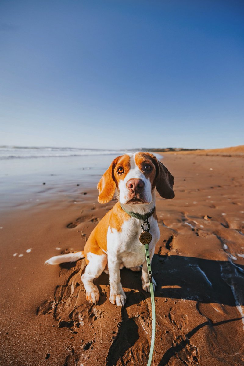 One of my favorite things about Twitter is not having a grid. Which means I can post the pictures I love and not worry about a cohesive feed. I have soooo many pictures that didn't make the cut for IG 🙌 #dogsoftwitter #twitterdogcommunity