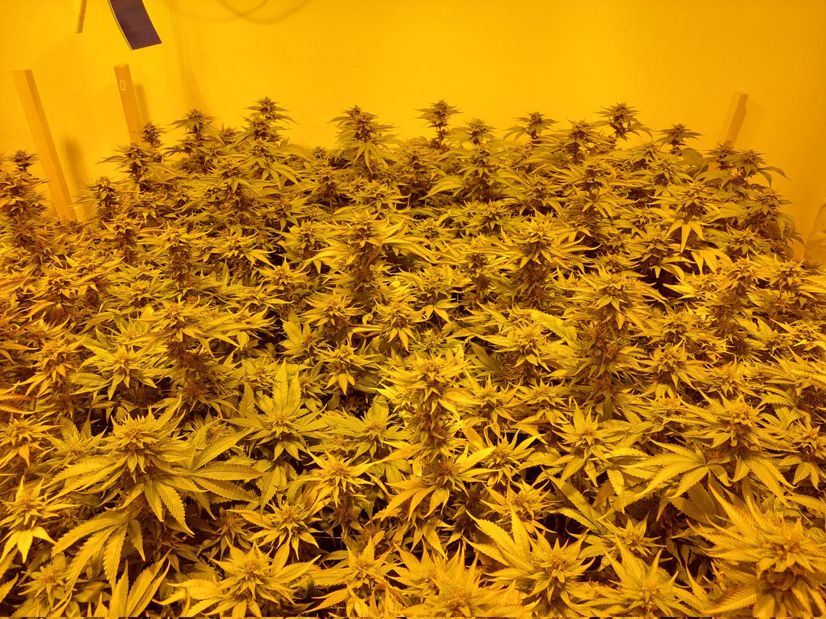 LolassCZ's tweet photo. Den D je tu a nás čeká sklizeň 🌾 🍀💚
#owner #CBD #plant #cannabis #light https://t.co/hBqOy703dB