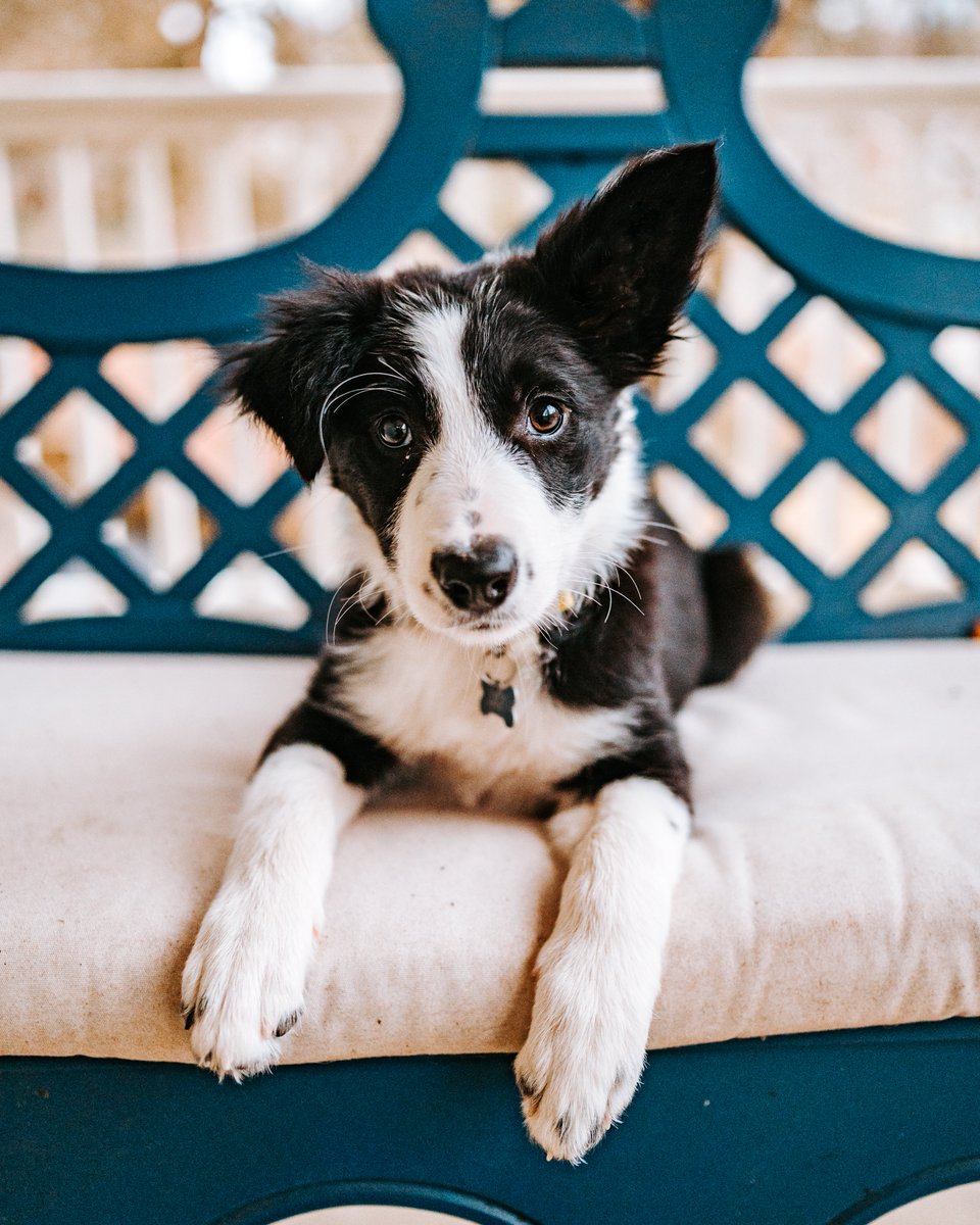 Rocket, Rogue & Kati tweet media