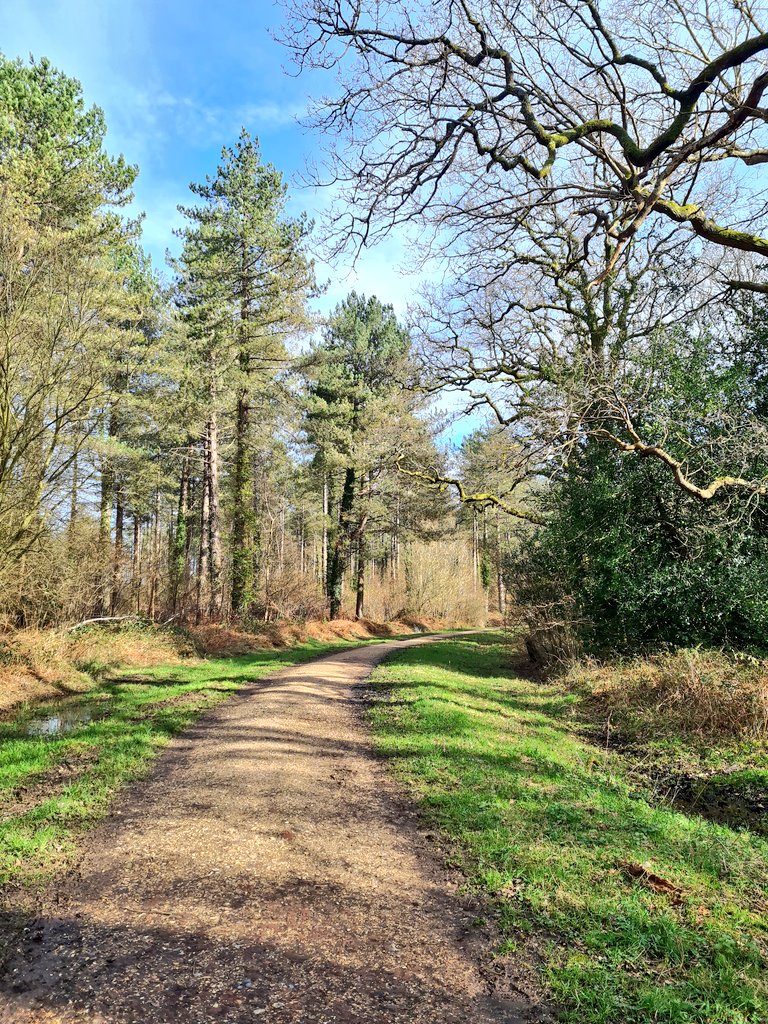 One of my favourite dog walking places😍

What have you all been up to today?

#dogwalking #dogsoftwitter #twitterdogs #dogs #woodland #ukwoods #Countryside