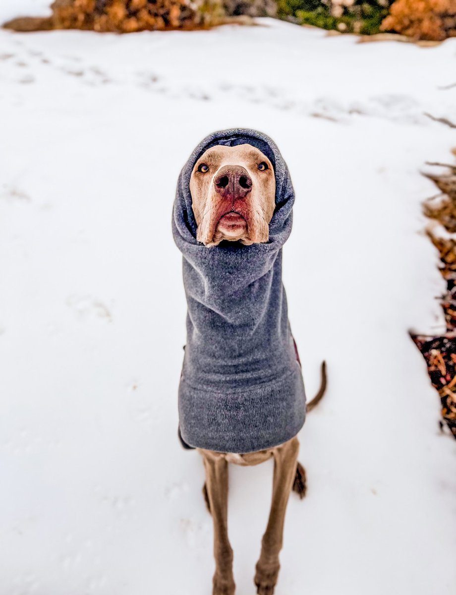 The Hull Pack tweet media