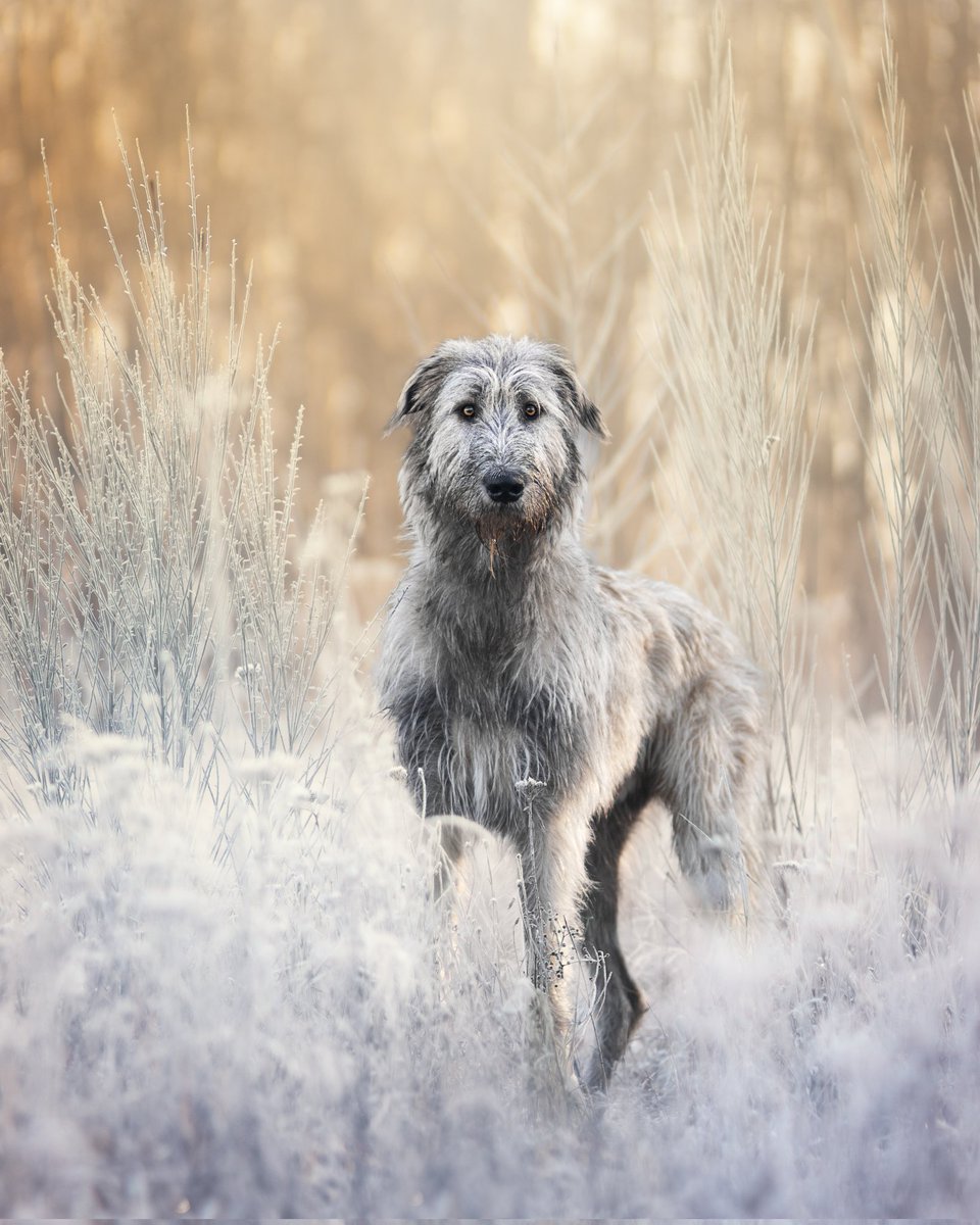 Winter sunrises are exceptional ❄️

#DogsofTwittter #dogs #dogphotography #winter #sunrise #animals #twitterdogcommunity