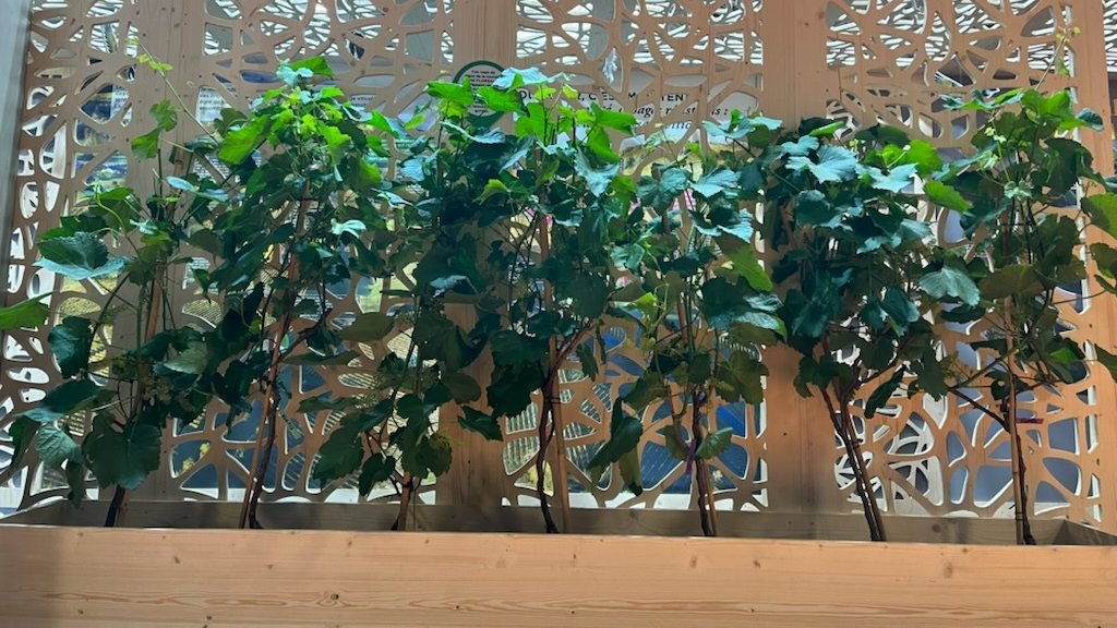 Connaissez-vous les vignes résistantes ? 💪
Ces vignes ont une faible sensibilité au mildiou et à l'oïdium. Déjà cultivées en France, elles sont une des voies pour la #ViticultureDuFutur !!!

 🧐A voir au #sia2022, sur #PavillonDesVins du #Cniv <a href="/ACTA_asso/">Acta</a> <a href="/LaurentAudeguin/">Laurent Audeguin</a> <a href="/chriou/">Christophe Riou</a>