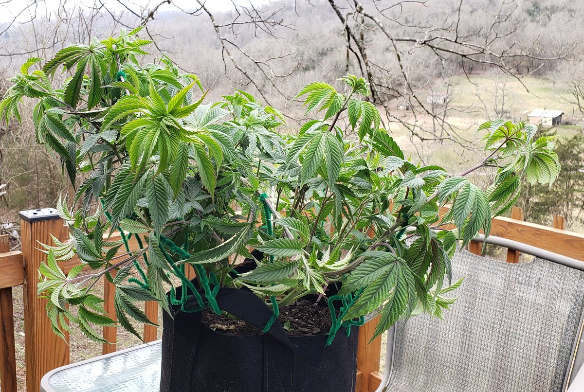 WeedCane's tweet image. Photo veg tent MOD  from @irvineseeds  57 days in. Just got stretched &amp;amp; cut flower in 2 weeks @UNITFARM_led UFS3000 &amp;amp; @FoxFarmSoil not bad on MOD 🐉
#Mmemberville #gdc #growyourown #staylifted #StonerFam #420life #irvinearmy #cannabiscommunity #cannabisgrowers #ppp #legalizeweed