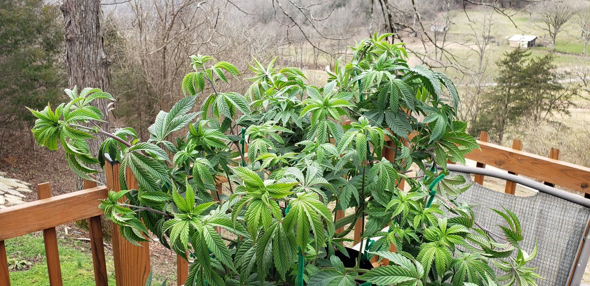 WeedCane's tweet image. Photo veg tent MOD  from @irvineseeds  57 days in. Just got stretched &amp;amp; cut flower in 2 weeks @UNITFARM_led UFS3000 &amp;amp; @FoxFarmSoil not bad on MOD 🐉
#Mmemberville #gdc #growyourown #staylifted #StonerFam #420life #irvinearmy #cannabiscommunity #cannabisgrowers #ppp #legalizeweed