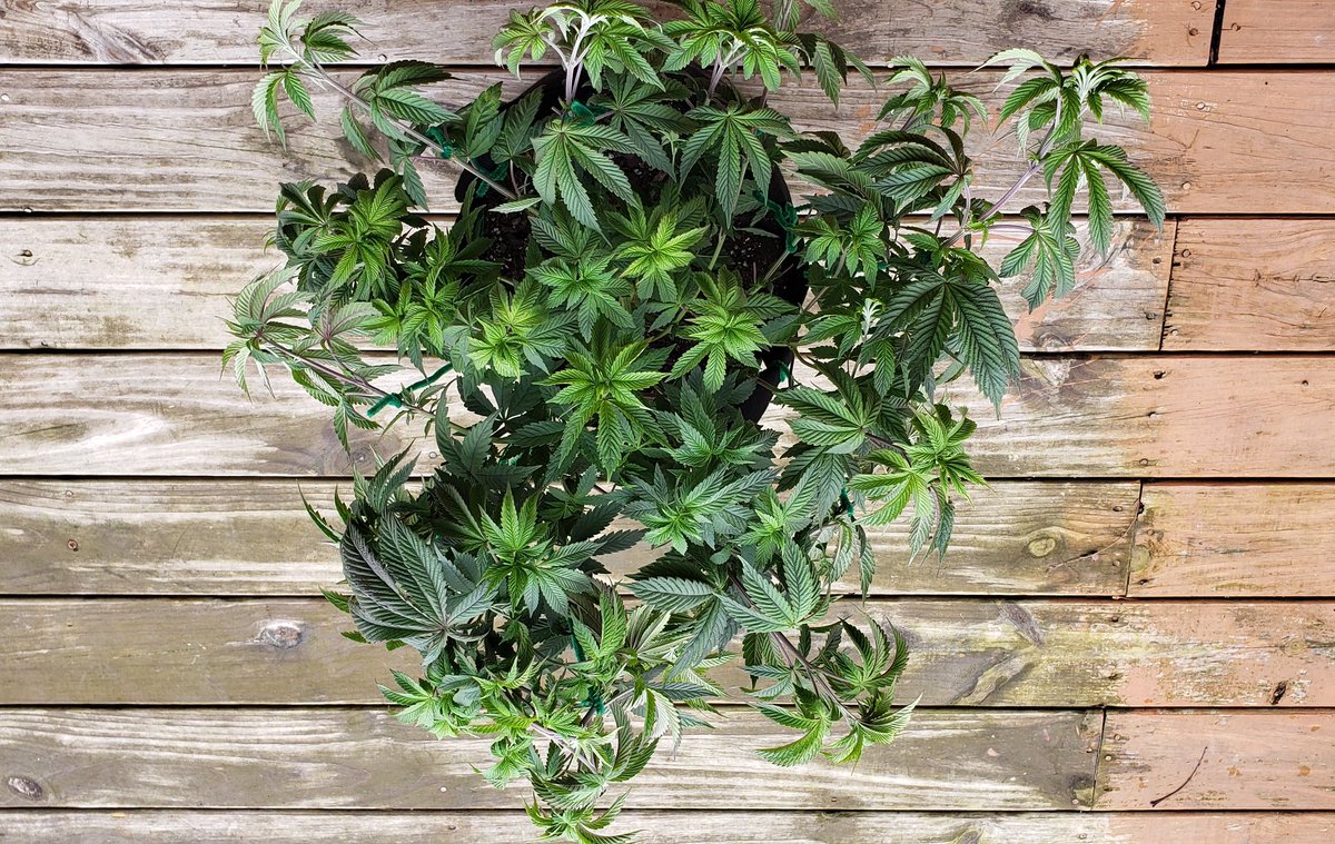 WeedCane's tweet image. Photo veg tent MOD  from @irvineseeds  57 days in. Just got stretched &amp;amp; cut flower in 2 weeks @UNITFARM_led UFS3000 &amp;amp; @FoxFarmSoil not bad on MOD 🐉
#Mmemberville #gdc #growyourown #staylifted #StonerFam #420life #irvinearmy #cannabiscommunity #cannabisgrowers #ppp #legalizeweed