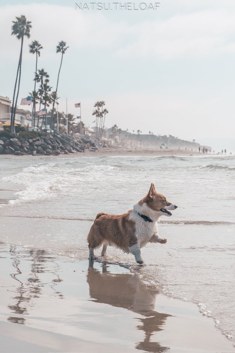 East coast dog with a West coast heart ❤
#dogsoftwitter #twitterdogcommunity #CorgiCrew