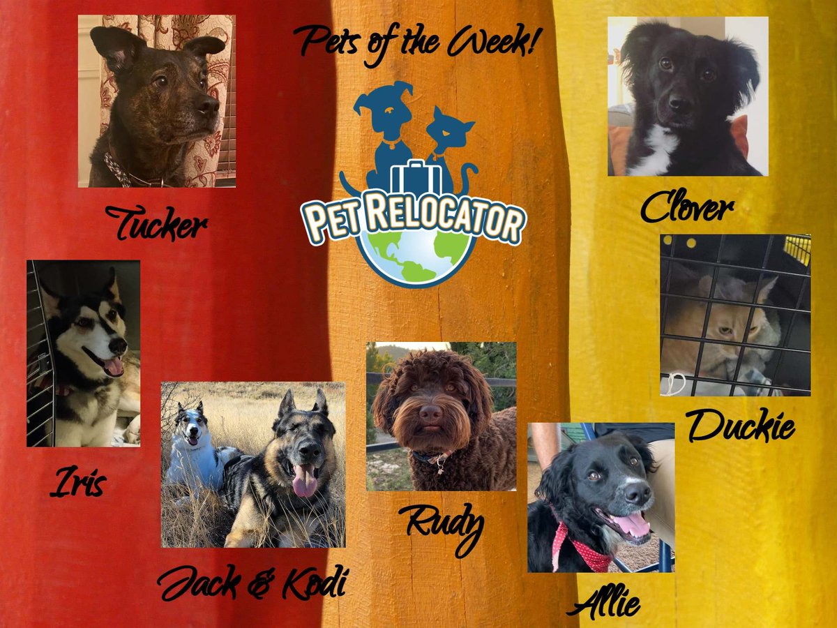 PetRelocator's tweet photo. And now for this weeks pets! #PetsOfTheWeek! #pettravelservice #catshipping #militarypettravel #pettravel #travelingwithdogscats #petshippingexperts #petrelocation https://t.co/8sta5jsK44