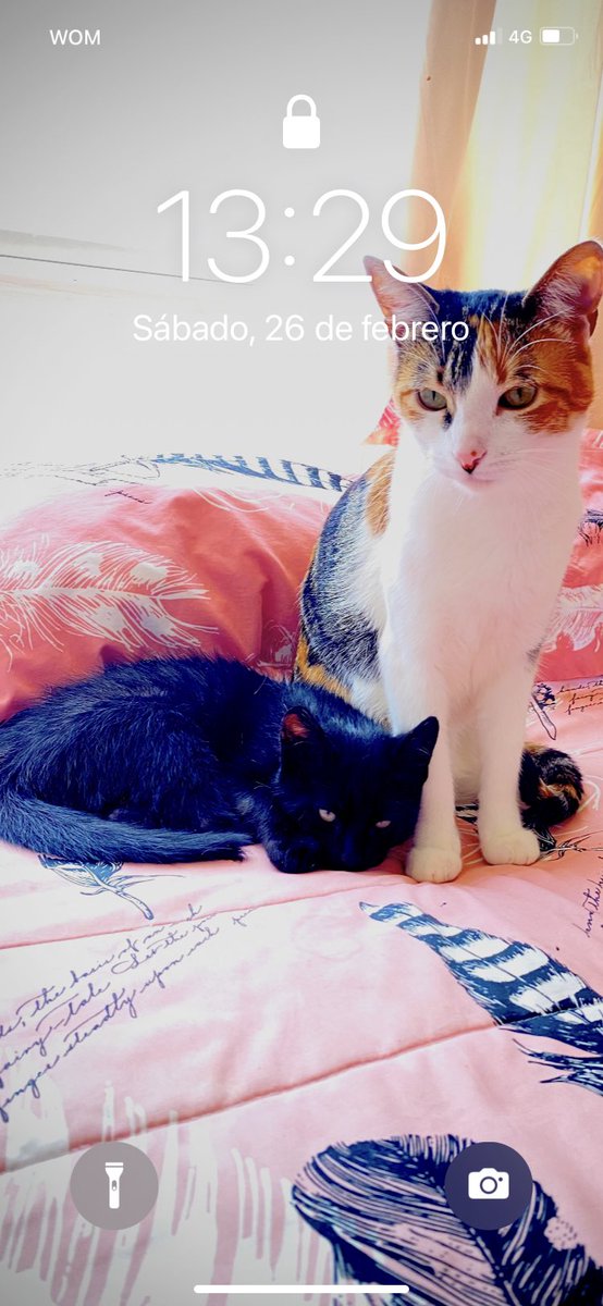 Lisy's tweet photo. @noestoycreici Mis bebés 🥰 https://t.co/ci8mawNwI9