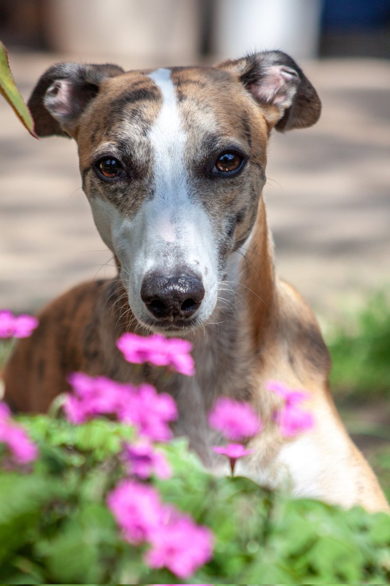 Spring isn't too far away! 
The nights are finally getting longer and brighter. 🌸

#twitterdogcommunity #dogsoftwitter #dogs #spring