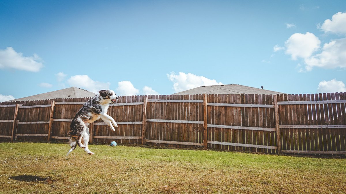 Jumping into the twitterverse like...

#twitterdogcommunity #dogtwittercommunity #DogTwitter #dogsoftwitter