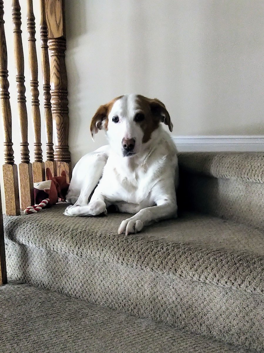 CanadianBlackBear🇨🇦 (CanadianPenny🌈) tweet media