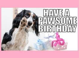 PawCann's tweet photo. @Sashbucketlist You are working that list!!! You look pawsitively gorgeous! 🐾❤️ https://t.co/db5QFdFhk4