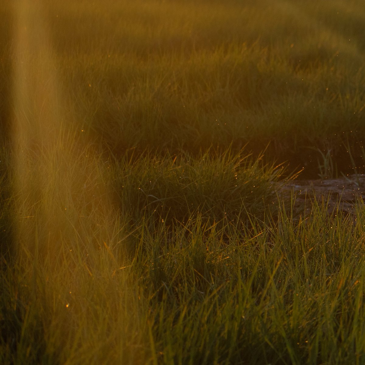 Sunset on the island and my majestic moist dog

Didn't even have to edit this photo🥺 #twitterdogcommunity #dogsoftwitter #twitterdogs #LongIsland #siberianhusky #photography