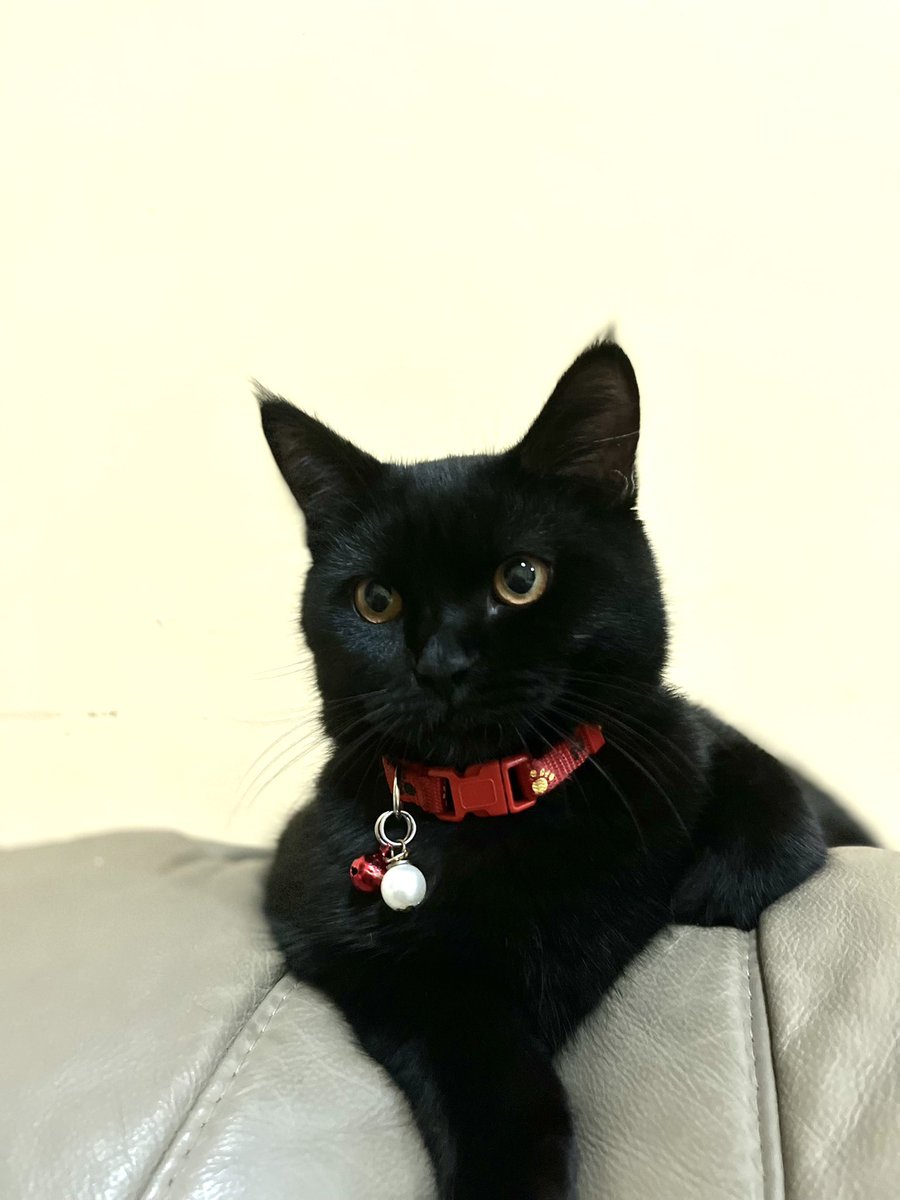 My Sweet Baby Boi Obito 🖤 #Blackcat #BSHcat