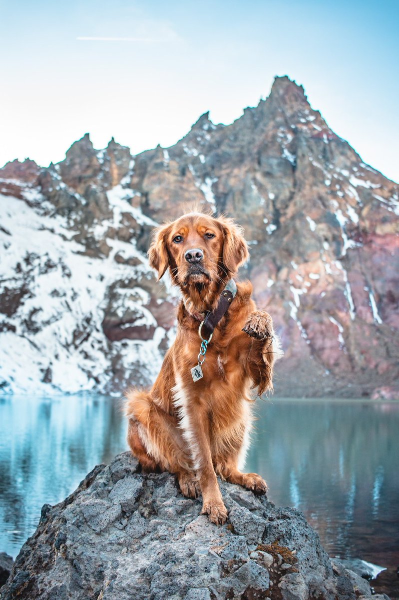 Northwestgoldens tweet media