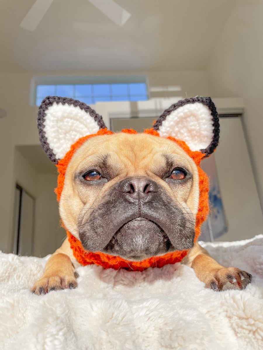 jazzyandash's tweet photo. Trying to find our friends from IG on twitter like 👀 #twitterdogcommunity #twitterfrenchiecommunity https://t.co/xESTWXlHZm