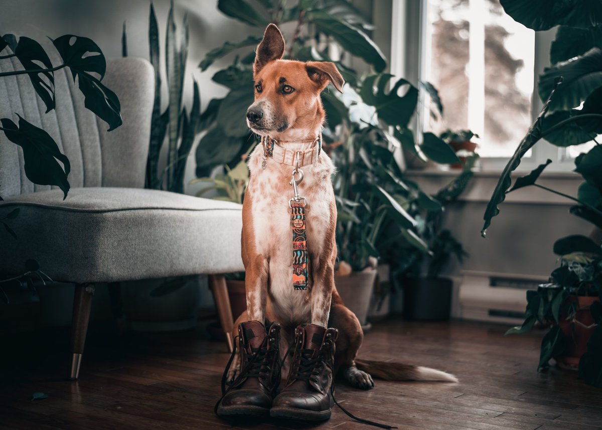 What's happening in the #twitterdogcommunity