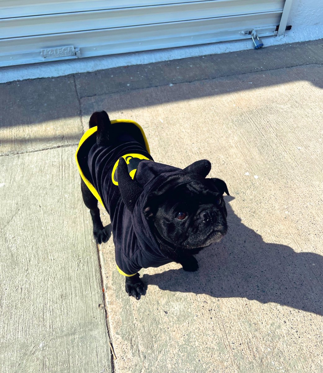 OSWALDORIOSM's tweet photo. ¡Tiemblen criminales! 

#BatPug está en las calles. https://t.co/HGvqlVrRk6