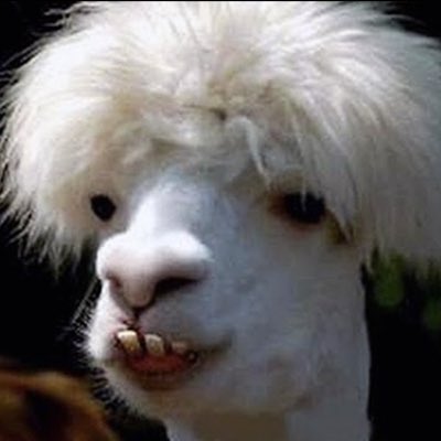 AltNFTLlama's tweet photo. #NewProfilePic https://t.co/fwYrfLv7HD