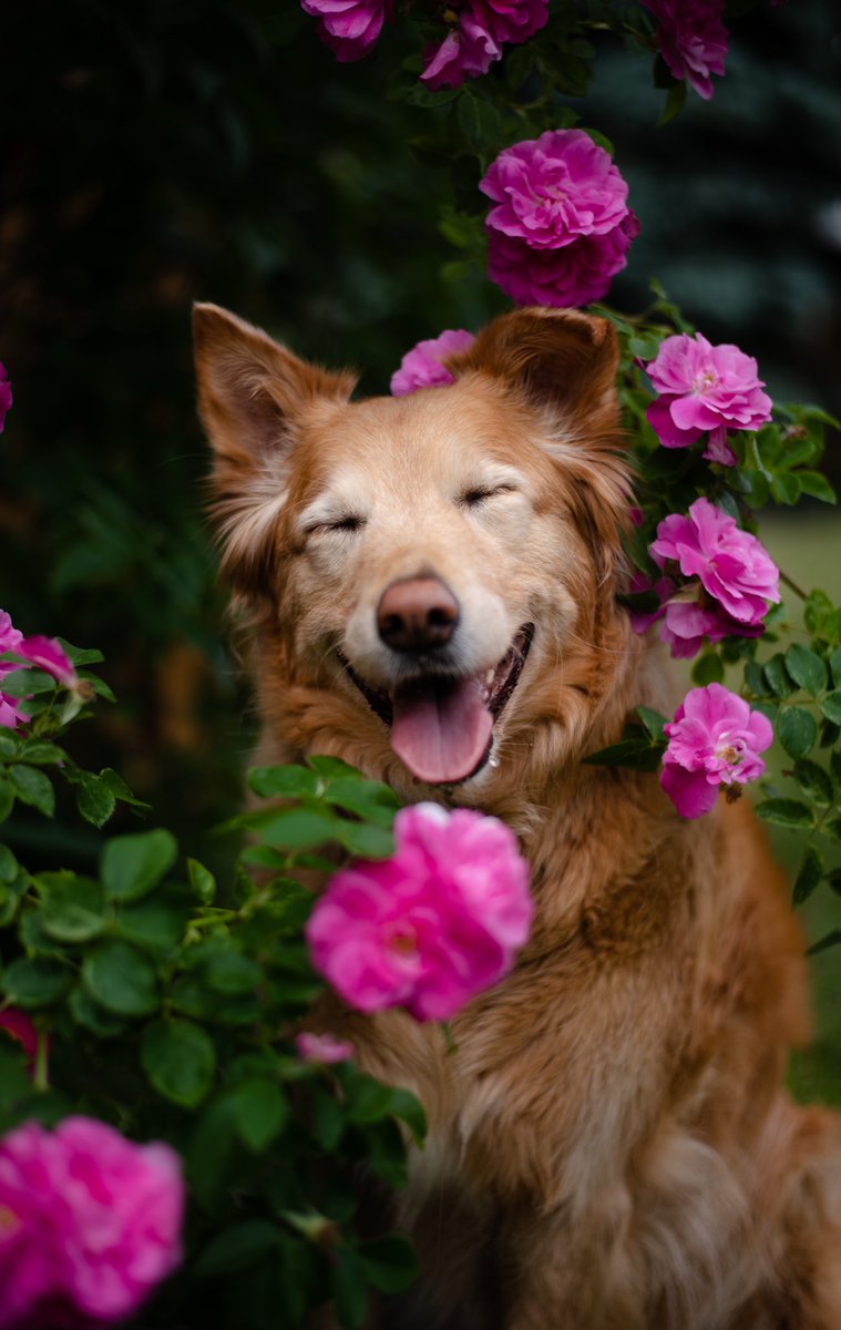 Be the reason someone smiles today♥️ 

#twitterdogcommunity #dogsoftwitter #BeHappy
