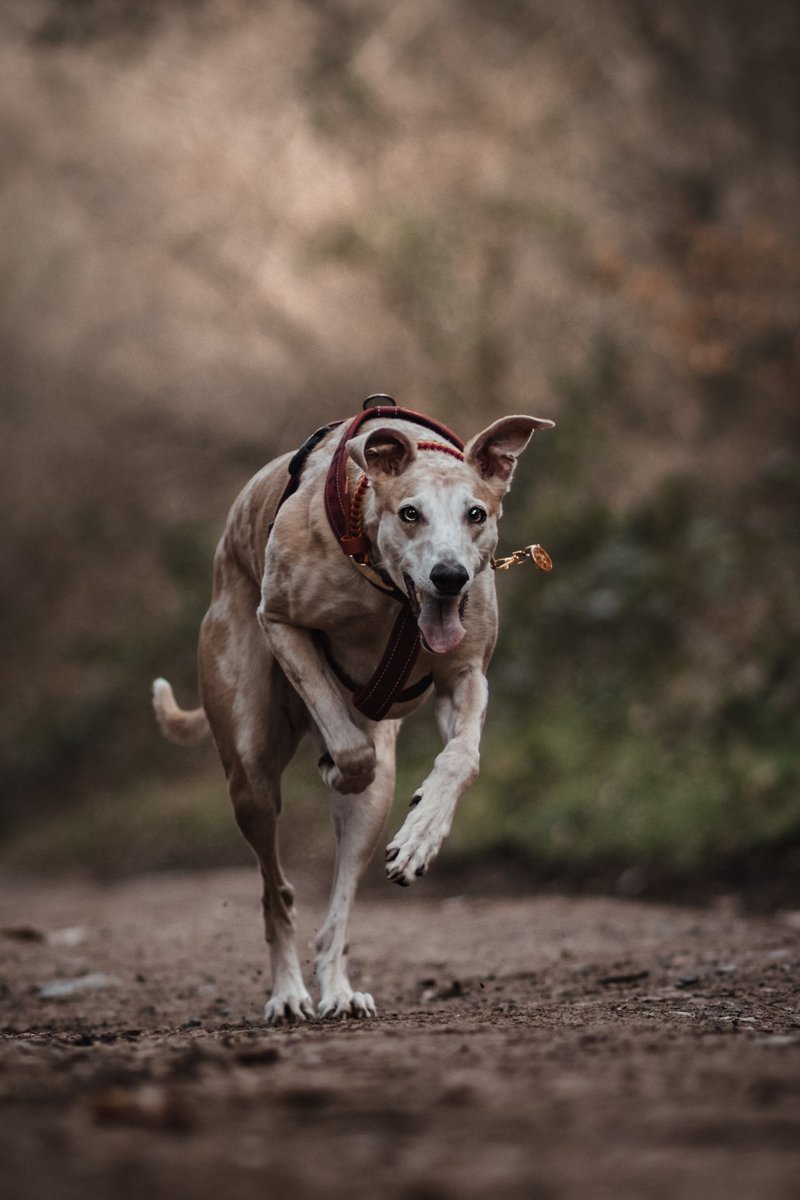 Eris | Oberon | Samson tweet media