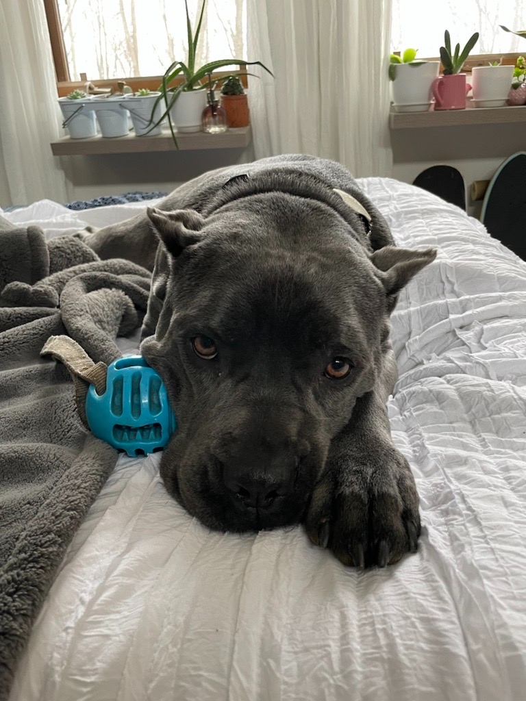 joealtieri's tweet photo. Same, Roxy. Same.
#weekendvibes #dogdad #cancorso #canecorsosofinstagram #roxysweetieglittersparkles #weekend #restandrelax https://t.co/Dn9EbpkwZa