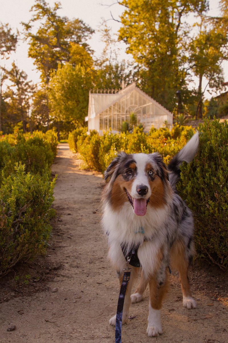 I’m loving this community!! ✨ #dogsoftwitter #twitterdogcommunity