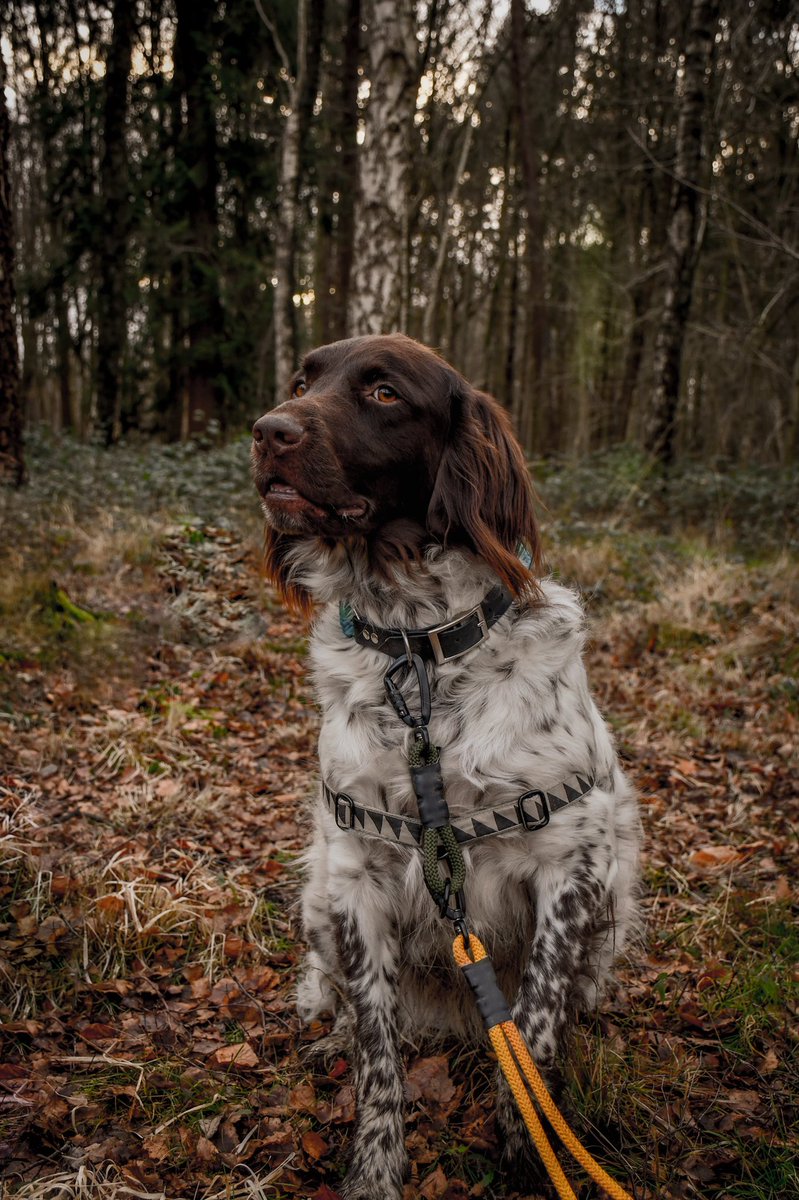 Me trying to figure out how twitter works… 🤨
#dogsoftwitter #twitterdogcommunity #littohowler #hikingadventures