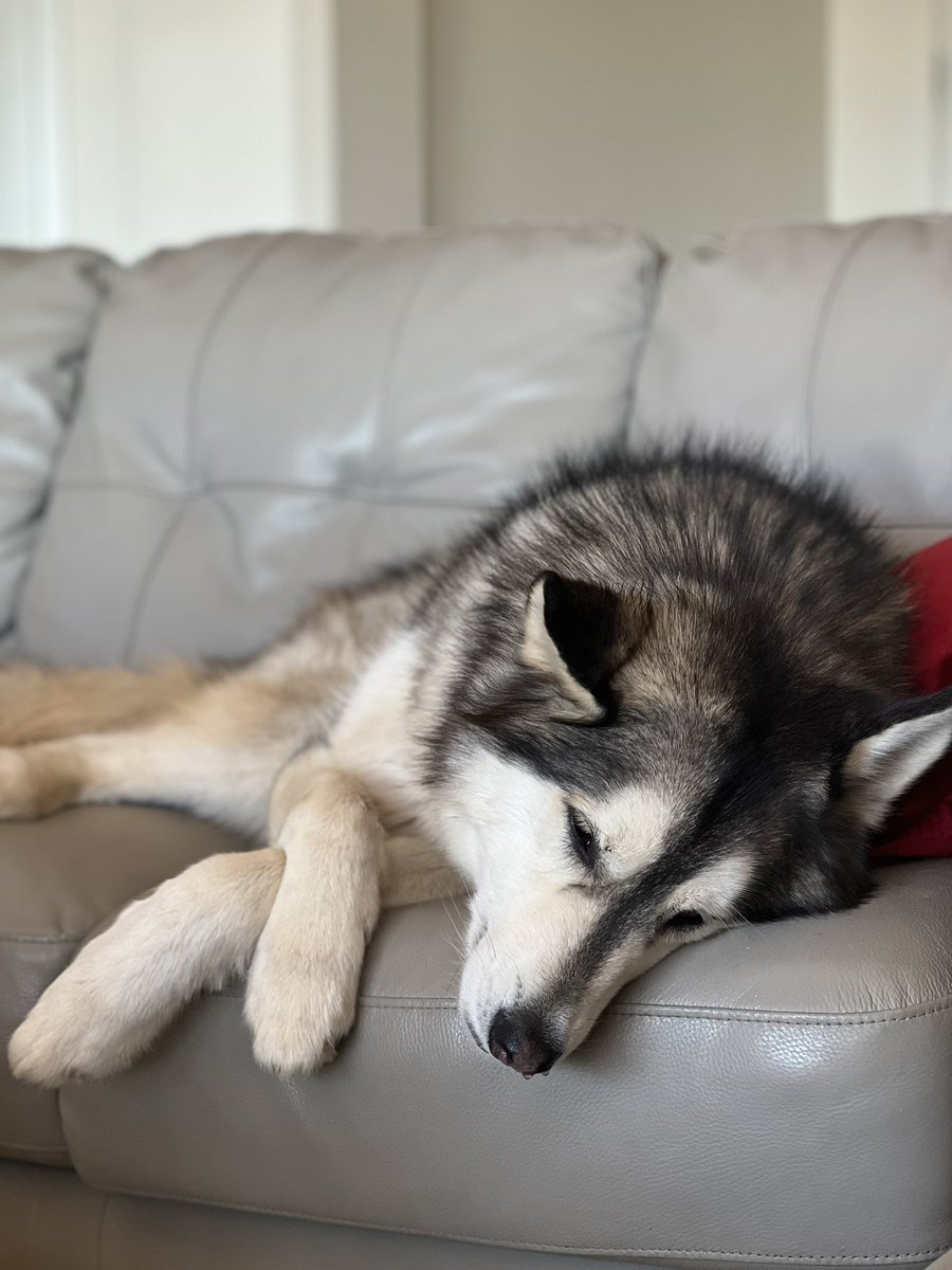 good morning i think my dog is going through something 💀💀 #dogsoftwitter #twitterdogcommunity #dogsofinstagram