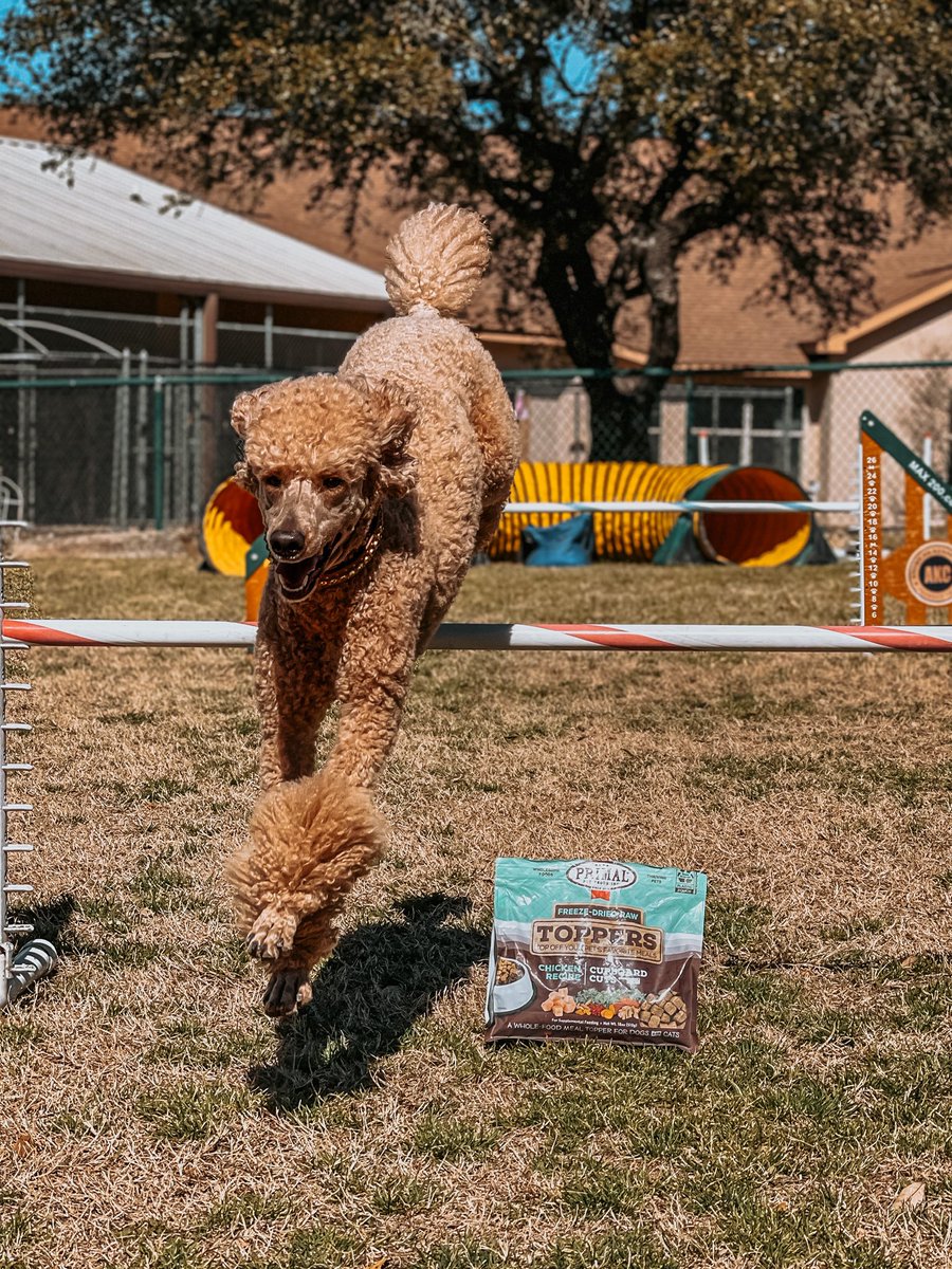 Directly after taking this picture, Scully barreled into me and knocked me on my ass. She was so proud of herself.