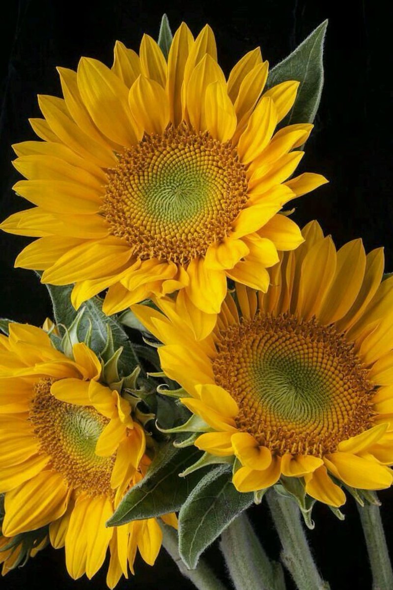 judiehaynes's tweet image. Sunflowers are the national flower of Ukraine. Please retweet and cover Twitter with sunflowers. #UkraineWar #StopRussiaAggression