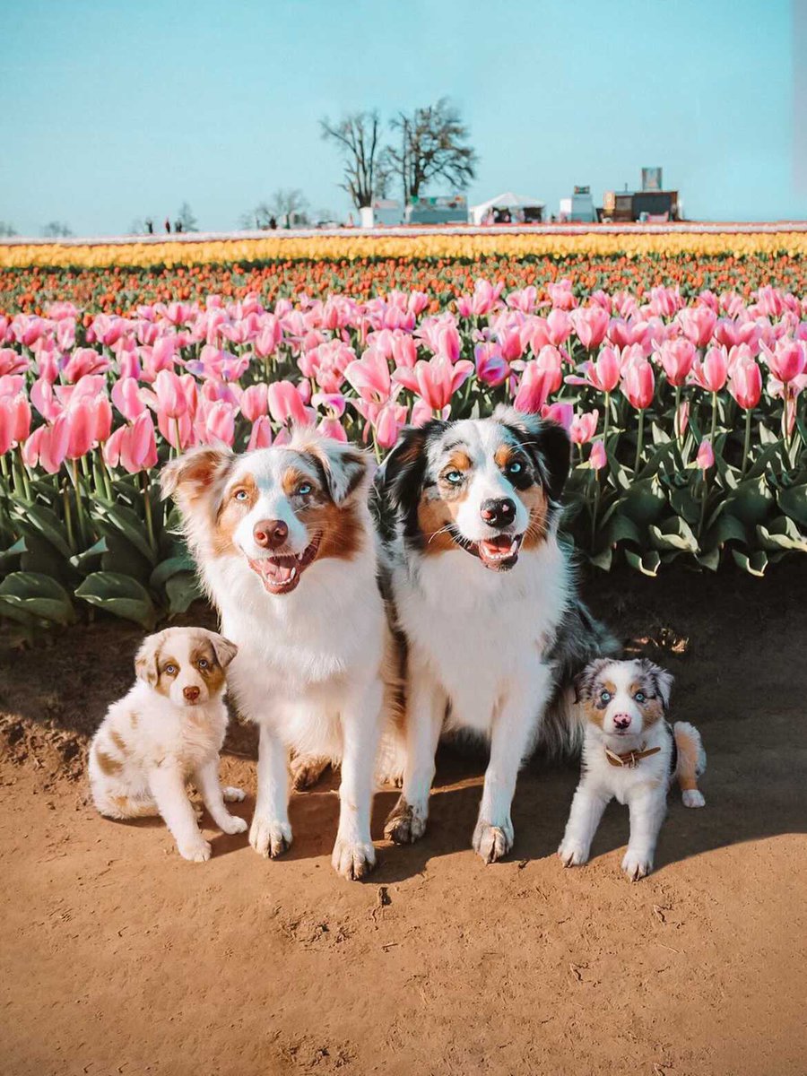 just received a dm with this edit and it is the best dm I’ve ever received 😍😍😭#dogsoftwitter #dogtwittercommunity 
editing credit to @/pictwist on IG