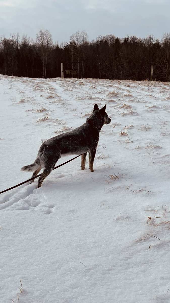 I use a 15’ leash for Buddy when I walk him to the bush.  I work on recall always with him.  He does so well!  We saw some coyote tracks this morning so we turned around.  Beautiful morning #cattledog #blueheeler #southbruce #training