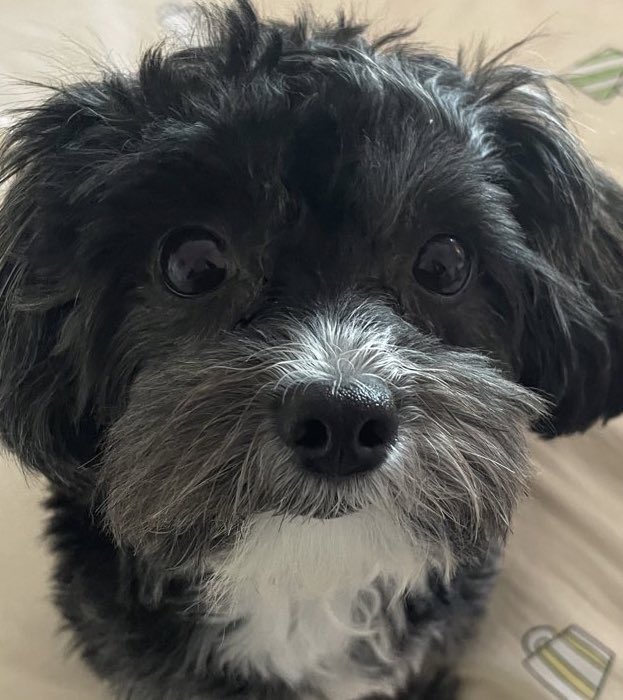 Waffles 🎀🧇🐾 tweet media