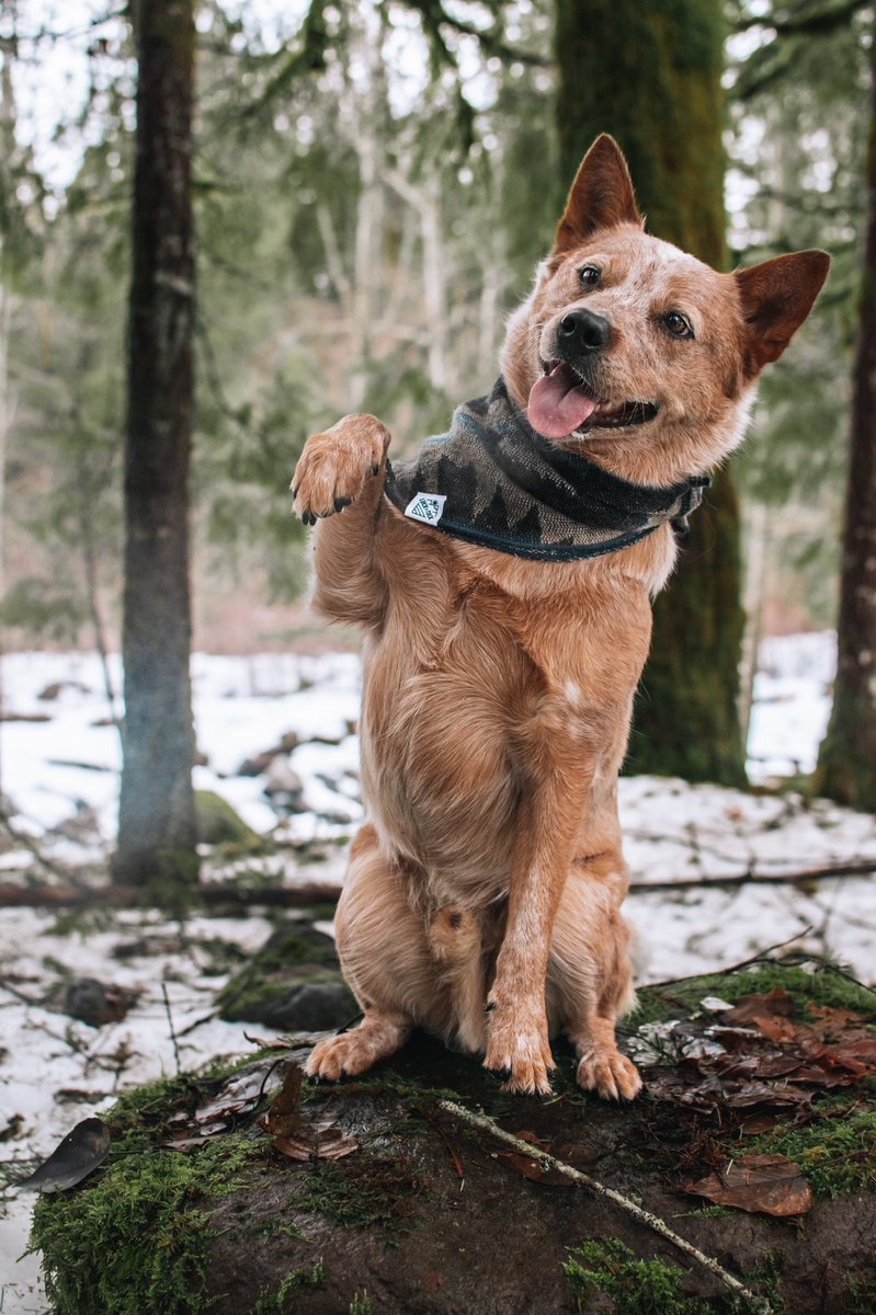 Vic, Hayden & Arlo tweet media