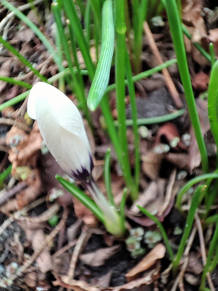 Trish582's tweet photo. So for #feelfabfeb I managed 11 kilometers today, but with only 2 days left I don't think I will reach my goal of 250k. February being 3 days shorter than January and the various storms we had makes the difference I guess. Any plans for #March? https://t.co/24DV6Ho2KM