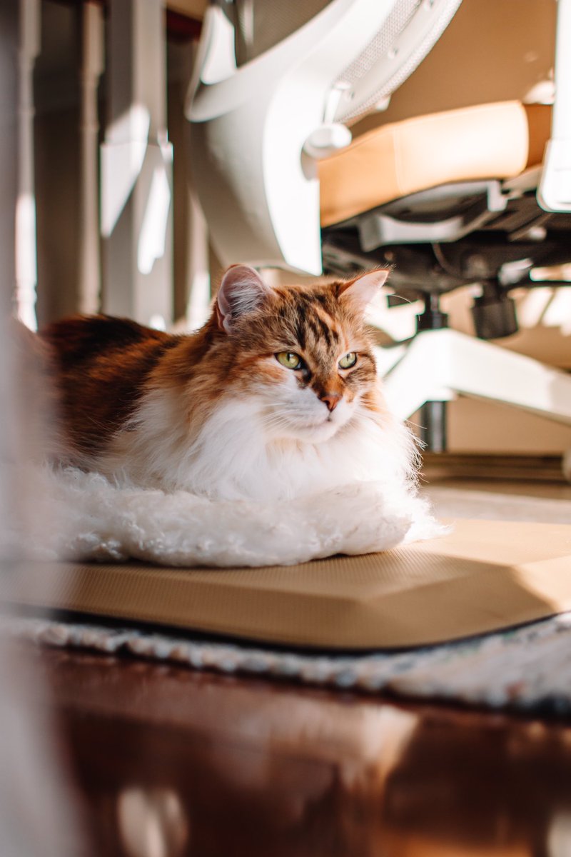 #Caturday is a fitting day to introduce the other half of this account. Twitter-verse, meet Cali. She’s a squirrel obsessed, floofy ball of sass who tolerates Rocky’s presence 😜 #CatsOfTwitter