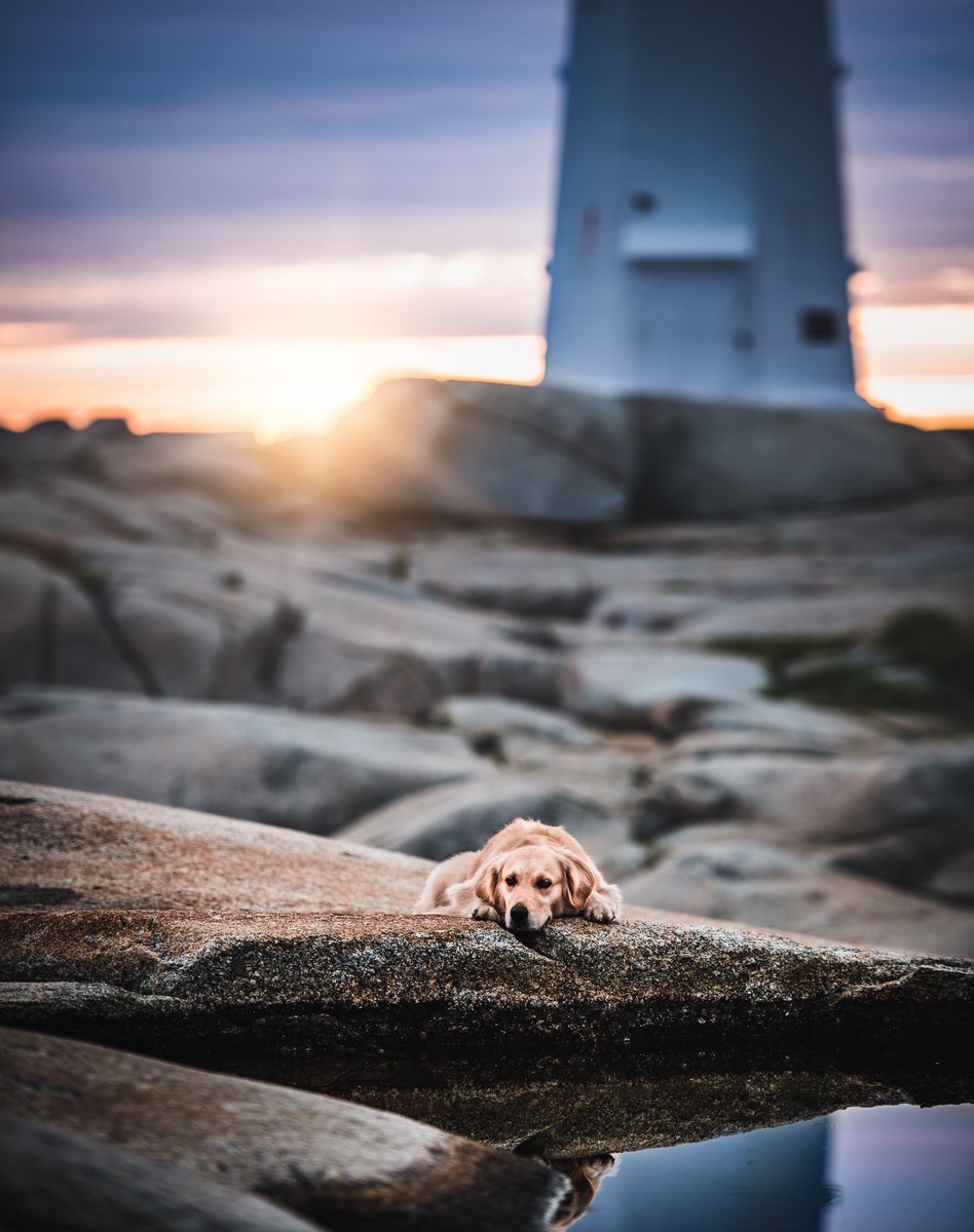 what better way to join the #twitterdogcommunity than by posting one of my absolute favorite photos courtesy of <a href="/theneighbywolf/">The Neighbourhood Wolf</a>