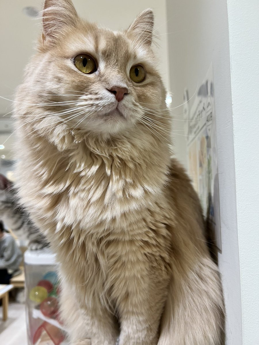 yuki230202's tweet photo. 久しぶりに推し猫に会ってきました🥰 https://t.co/dGcb6xtFj7