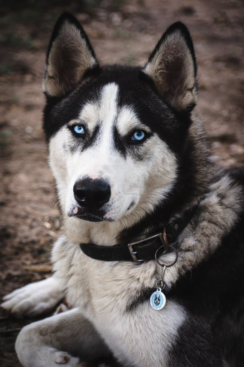 Morning #twitterdogcommunity !

#dogsoftwitter #twitterdogs