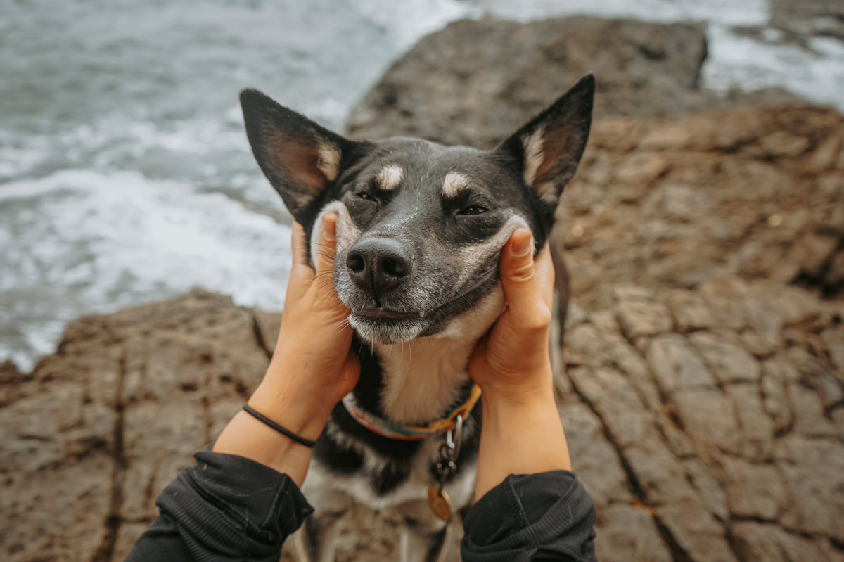 When your can’t help but smile cuz it’s the weekend! 😆😆 #twitterdogcommunity #dogsoftwitter #DogsofTwittter #dogsofinstagram