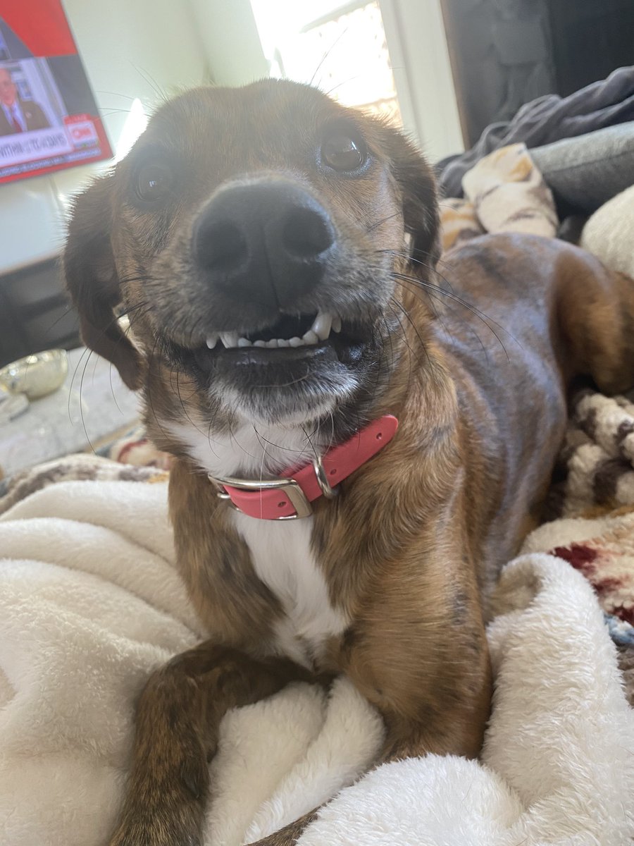 Happy Saturday from my little gremlin to yours #DogsofTwittter #twitterdogs #twitterdogcommunity