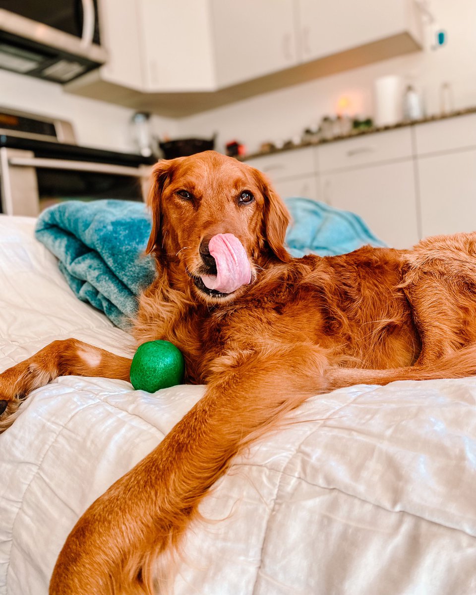 Been sleeping in the kitchen with Tuck for a week now since he can’t be up in our room currently, due to his lymphoma complications. I love this boy so much— plz keep sending prayers! #twitterdogs #luckoftuck #dogtwittercommunity #dogsoftwitter