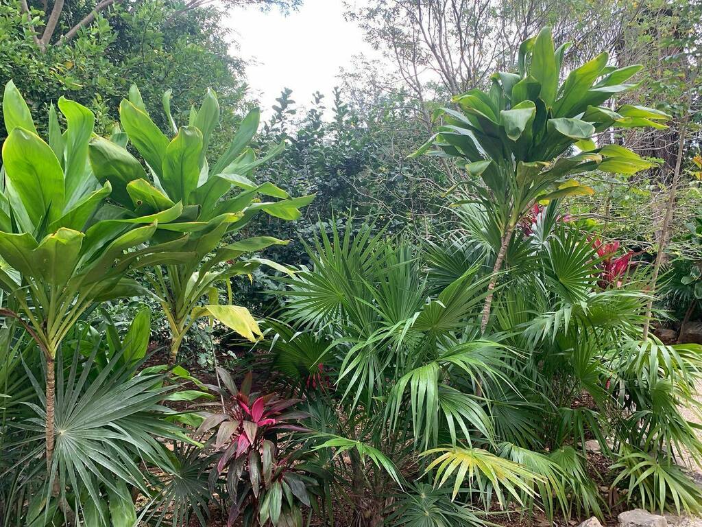 JSMgardendesign's tweet photo. Tropical plants great and small. Can anyone help identify pic 2 please? A tiny water lily type plant, spotted in a dry water meadow. My app says it’s Menyanthes trifoliata? Pic 3, poisonous fruits of a Foxtail Palm, final pic is a 500+ year old Kapok tre… https://t.co/CW9mx2oosm https://t.co/rT6QH4AgFF