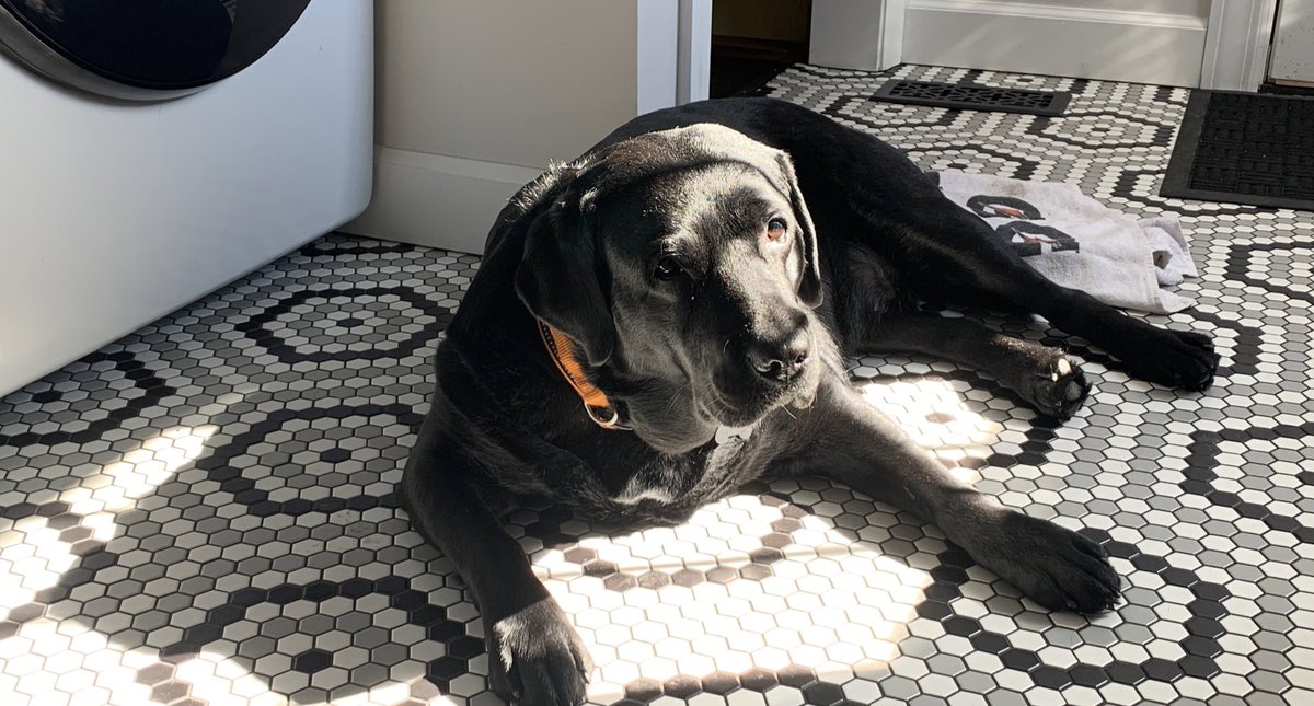 Wrigley the Wildcat tweet media