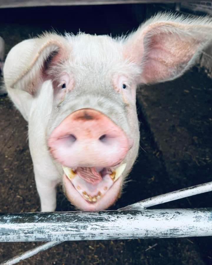 FootprintsAnim1's tweet photo. We need your help!

A regular donation of £1 a month helps us care for even more animals. Please visit our website https://t.co/wg5ZcvILHV &amp; consider setting up a donation and entering our monthly prize draw to win a hamper or tote bag.

Here’s Gilbert thanking you with a smile! https://t.co/tmYP8hDcgH
